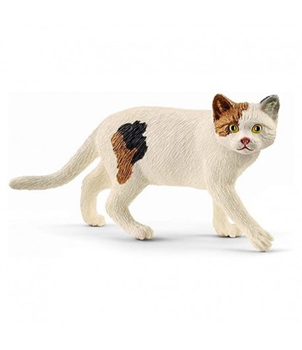 Gatto americano pelo - americano, corto